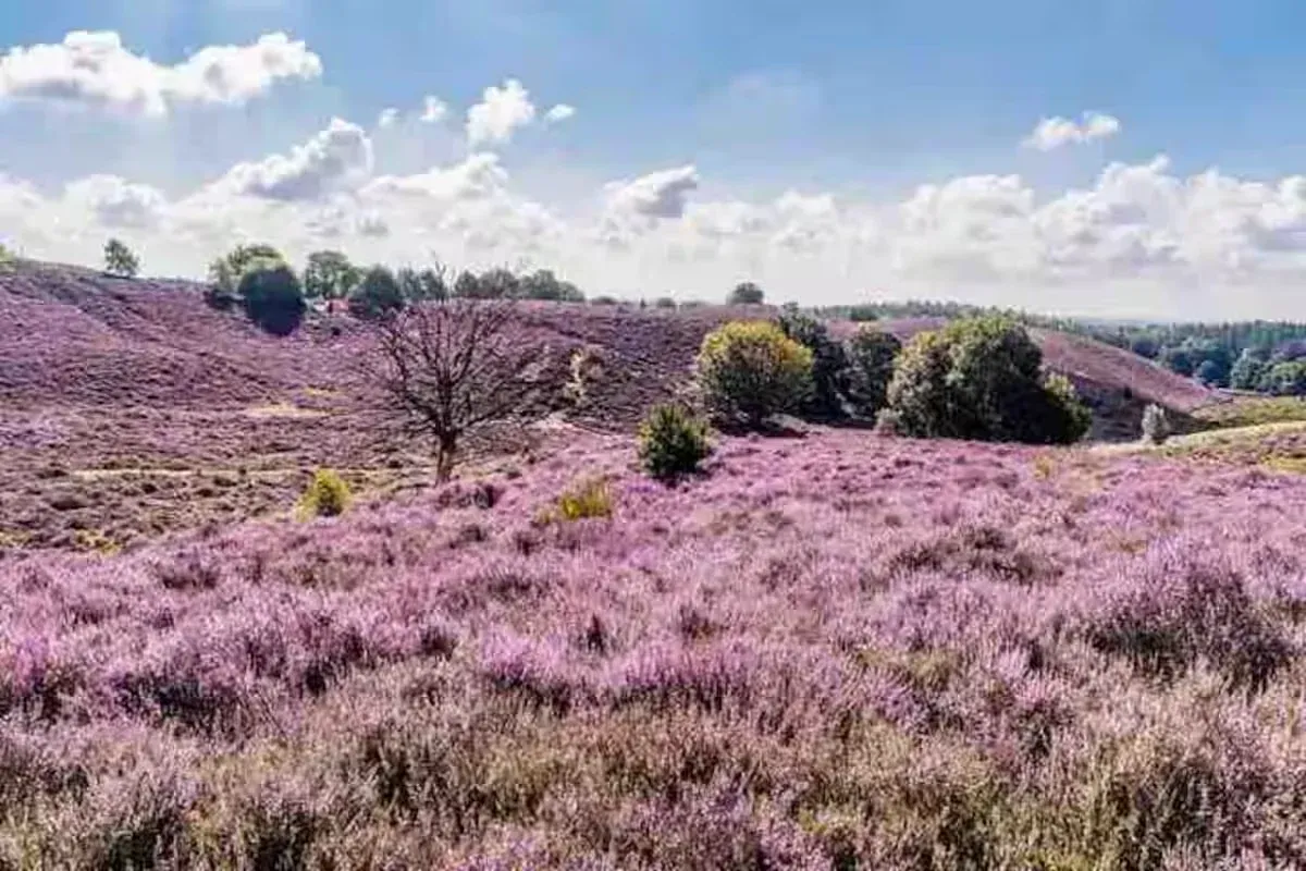 Nationaal Park De Hoge Veluwe